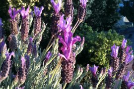 Lavender at home - Moved
