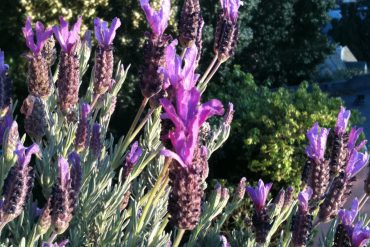Lavender at home - Moved