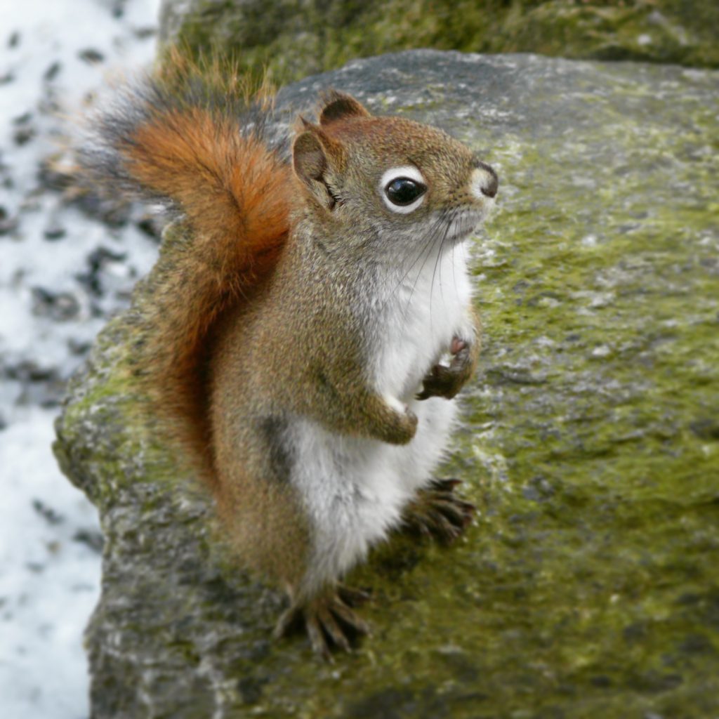 Red Squirrel