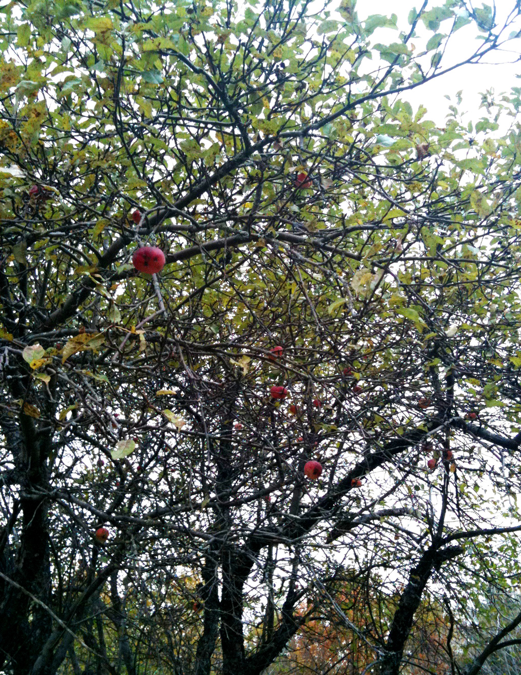 Apple trees at the Rennie Farm