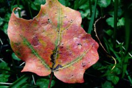 Autumn leaf - The Rennie Farm