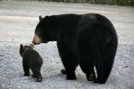 Black bear mother and baby - the story unseen