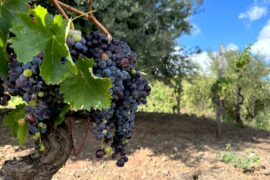 Ripe Nerello Mascalese grapes on Mt. Etna