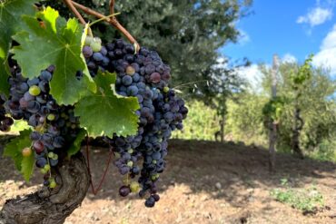 Ripe Nerello Mascalese grapes on Mt. Etna