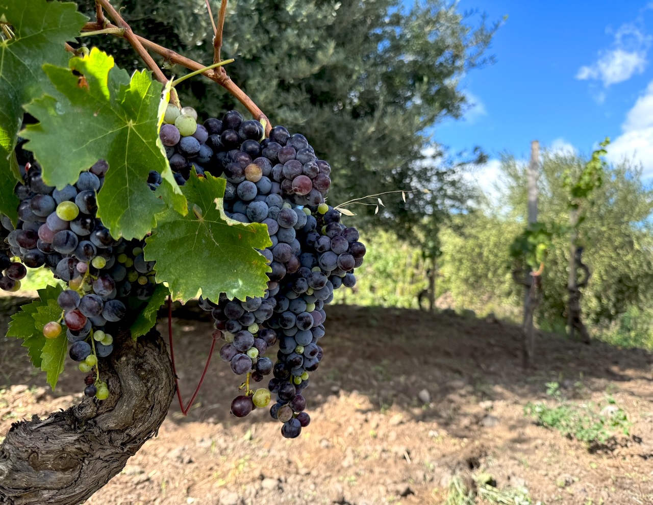 Ripe Nerello Mascalese grapes on Mt. Etna